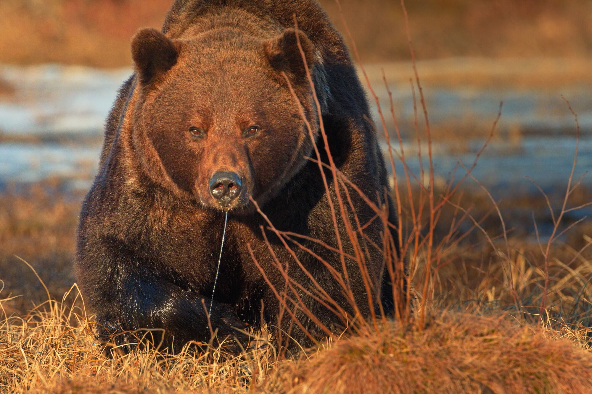 Iskander Barrena Zubiaur - NATURA ARGAZKITAN - hartza-oso-pardo-ursus-arctos-kuhmo-finlandia-wild-brown-bear-centre-717.jpg